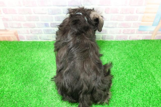 栃木県のミニチュアシュナウザー (Coo&RIKUFKDインターパーク店/2025年11月28日生まれ/男の子/ソルトペッパー)の子犬の4枚目の画像