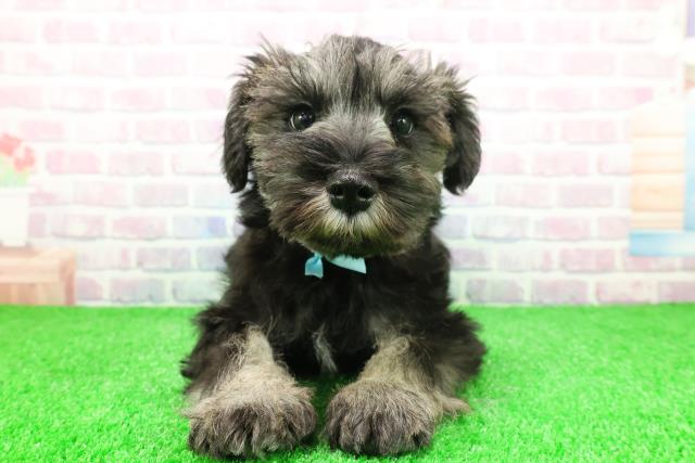 栃木県のミニチュアシュナウザー (Coo&RIKU宇都宮店/2025年11月28日生まれ/男の子/ソルトペッパー)の子犬の1枚目の画像