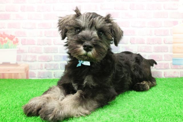 栃木県のミニチュアシュナウザー (Coo&RIKU宇都宮店/2025年11月28日生まれ/男の子/ソルトペッパー)の子犬の2枚目の画像