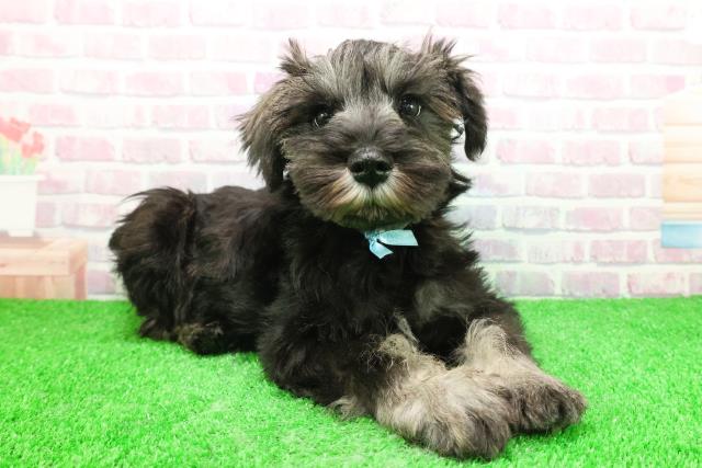 栃木県のミニチュアシュナウザー (Coo&RIKU宇都宮店/2025年11月28日生まれ/男の子/ソルトペッパー)の子犬の3枚目の画像