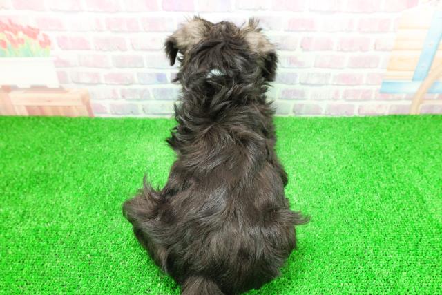 栃木県のミニチュアシュナウザー (Coo&RIKU宇都宮店/2025年11月28日生まれ/男の子/ソルトペッパー)の子犬の4枚目の画像