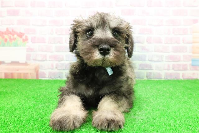 茨城県のミニチュアシュナウザー (Coo&RIKUMEGAドン・キホーテ勝田店/2025年11月28日生まれ/男の子/ソルトペッパー)の子犬