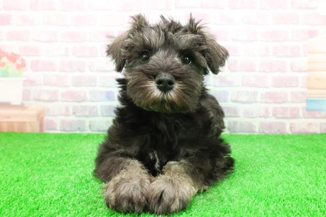 東京都のミニチュアシュナウザー (Coo&RIKU足立本店/2025年11月28日生まれ/女の子/ソルトペッパー)の子犬の1枚目の画像