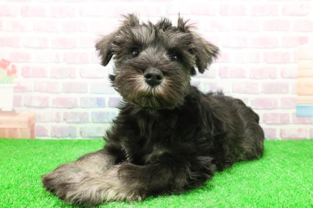 東京都のミニチュアシュナウザー (Coo&RIKU足立本店/2025年11月28日生まれ/女の子/ソルトペッパー)の子犬の2枚目の画像