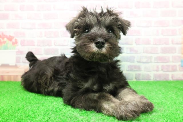 東京都のミニチュアシュナウザー (Coo&RIKU足立本店/2025年11月28日生まれ/女の子/ソルトペッパー)の子犬の3枚目の画像