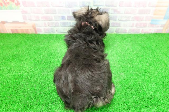 東京都のミニチュアシュナウザー (Coo&RIKU足立本店/2025年11月28日生まれ/女の子/ソルトペッパー)の子犬の4枚目の画像