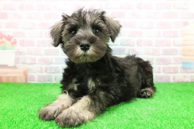 東京都のミニチュアシュナウザー (Coo&RIKU福生店/2025年11月28日生まれ/女の子/ソルトペッパー)の子犬の2枚目の画像