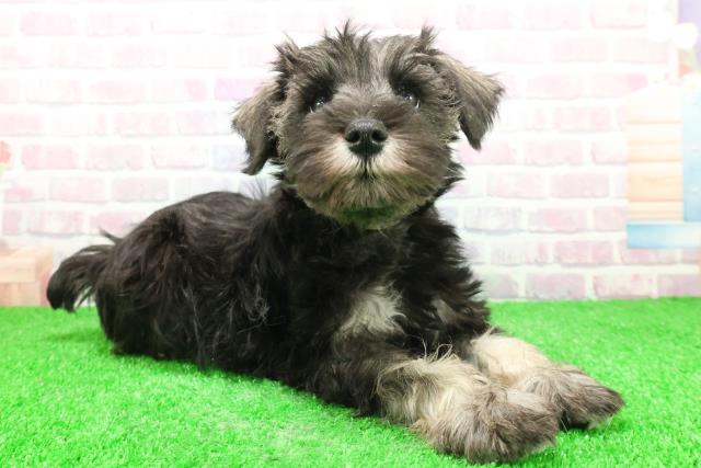 東京都のミニチュアシュナウザー (Coo&RIKU福生店/2025年11月28日生まれ/女の子/ソルトペッパー)の子犬の3枚目の画像