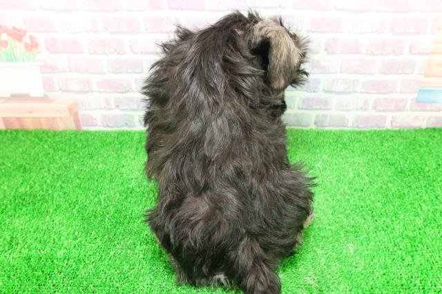 東京都のミニチュアシュナウザー (Coo&RIKU福生店/2025年11月28日生まれ/女の子/ソルトペッパー)の子犬の4枚目の画像