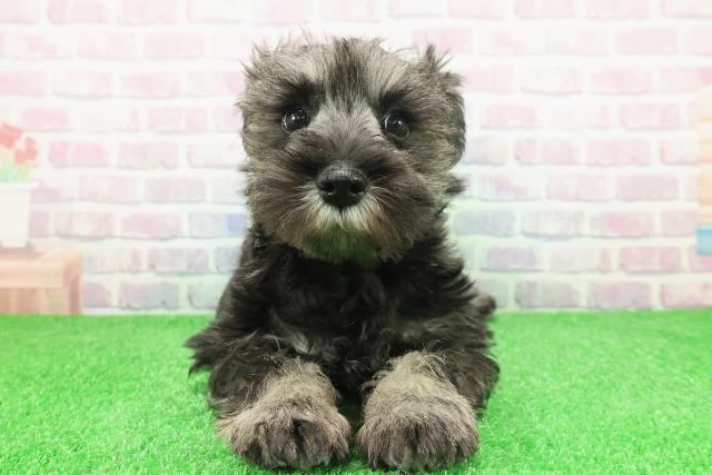 埼玉県のミニチュアシュナウザー (Coo&RIKU岩槻店/2025年11月28日生まれ/女の子/ソルトペッパー)の子犬の1枚目の画像