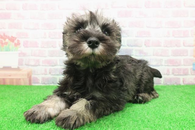 埼玉県のミニチュアシュナウザー (Coo&RIKU岩槻店/2025年11月28日生まれ/女の子/ソルトペッパー)の子犬の2枚目の画像