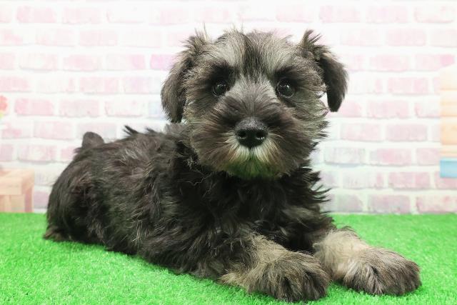 埼玉県のミニチュアシュナウザー (Coo&RIKU岩槻店/2025年11月28日生まれ/女の子/ソルトペッパー)の子犬の3枚目の画像