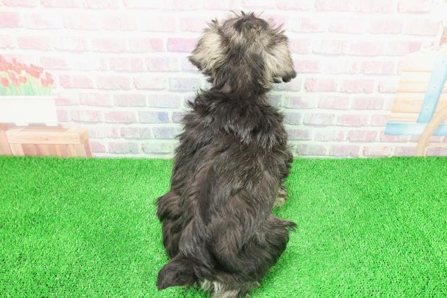 埼玉県のミニチュアシュナウザー (Coo&RIKU岩槻店/2025年11月28日生まれ/女の子/ソルトペッパー)の子犬の4枚目の画像