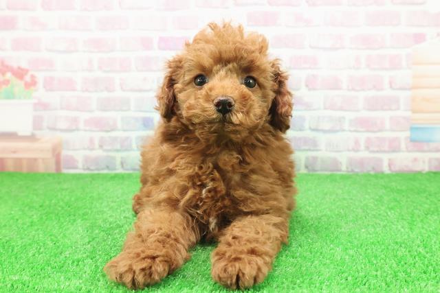 東京都のトイプードル(トイ) (Coo&RIKU福生店/2025年11月29日生まれ/男の子/レッド)の子犬の1枚目の画像