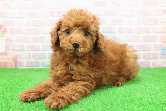 東京都のトイプードル(トイ) (Coo&RIKU福生店/2025年11月29日生まれ/男の子/レッド)の子犬の2枚目の画像