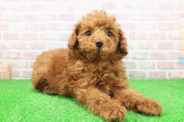 東京都のトイプードル(トイ) (Coo&RIKU福生店/2025年11月29日生まれ/男の子/レッド)の子犬の3枚目の画像