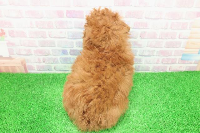 東京都のトイプードル(トイ) (Coo&RIKU福生店/2025年11月29日生まれ/男の子/レッド)の子犬の4枚目の画像