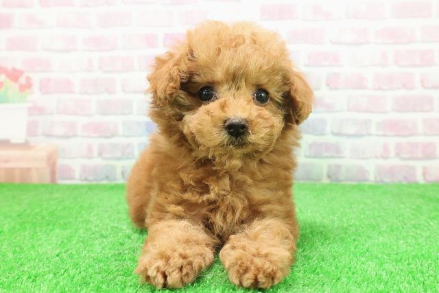 東京都のトイプードル(トイ) (Coo&RIKU池袋西口店/2025年11月29日生まれ/男の子/レッド)の子犬の1枚目の画像