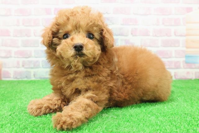 東京都のトイプードル(トイ) (Coo&RIKU池袋西口店/2025年11月29日生まれ/男の子/レッド)の子犬の2枚目の画像