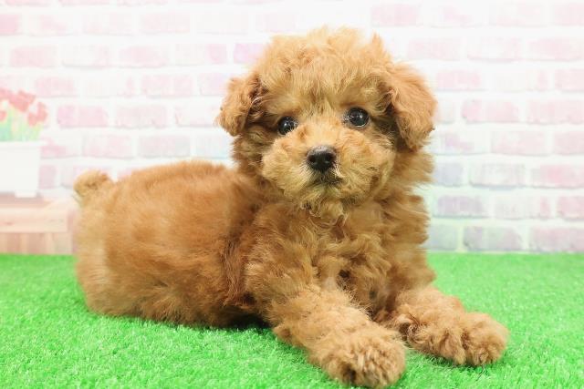 東京都のトイプードル(トイ) (Coo&RIKU池袋西口店/2025年11月29日生まれ/男の子/レッド)の子犬の3枚目の画像