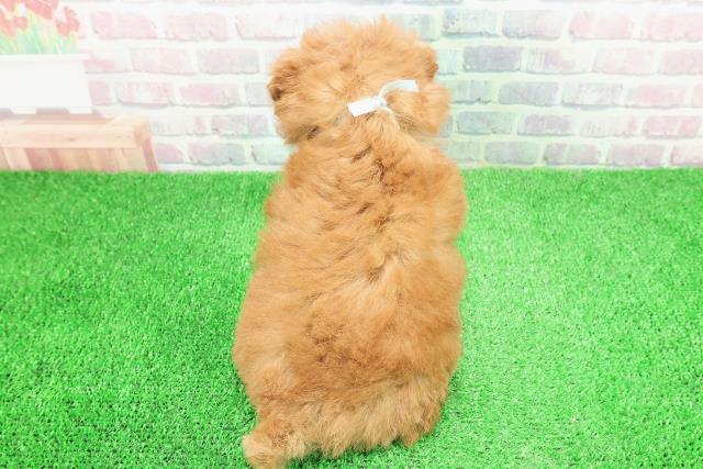 東京都のトイプードル(トイ) (Coo&RIKU池袋西口店/2025年11月29日生まれ/男の子/レッド)の子犬の4枚目の画像