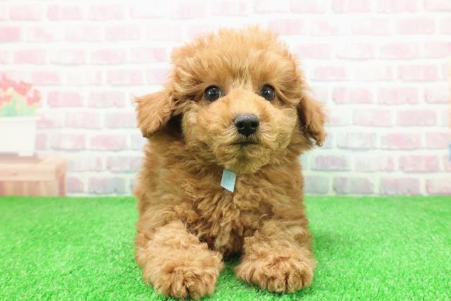 埼玉県のトイプードル(トイ) (Coo&RIKU川越店/2025年11月29日生まれ/男の子/レッド)の子犬の1枚目の画像