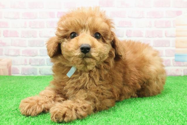 埼玉県のトイプードル(トイ) (Coo&RIKU川越店/2025年11月29日生まれ/男の子/レッド)の子犬の2枚目の画像