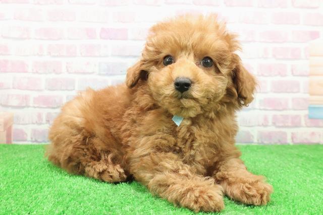 埼玉県のトイプードル(トイ) (Coo&RIKU川越店/2025年11月29日生まれ/男の子/レッド)の子犬の3枚目の画像