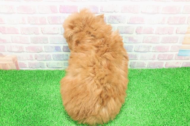 埼玉県のトイプードル(トイ) (Coo&RIKU川越店/2025年11月29日生まれ/男の子/レッド)の子犬の4枚目の画像