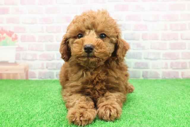 埼玉県のトイプードル(トイ) (Coo&RIKU草加バイパス店/2025年11月29日生まれ/女の子/レッド)の子犬の1枚目の画像