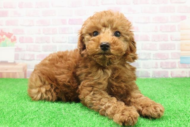 埼玉県のトイプードル(トイ) (Coo&RIKU草加バイパス店/2025年11月29日生まれ/女の子/レッド)の子犬の3枚目の画像