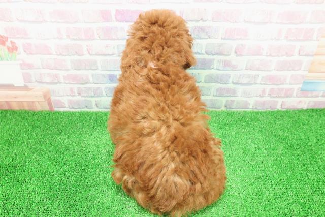 埼玉県のトイプードル(トイ) (Coo&RIKU草加バイパス店/2025年11月29日生まれ/女の子/レッド)の子犬の4枚目の画像