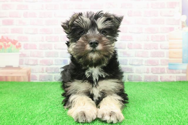 埼玉県のシュナマル/マルシュナ(シュナウザー×マルチーズ) (Coo&RIKU桶川店/2025年11月30日生まれ/男の子/ブラックシルバー)の子犬の1枚目の画像