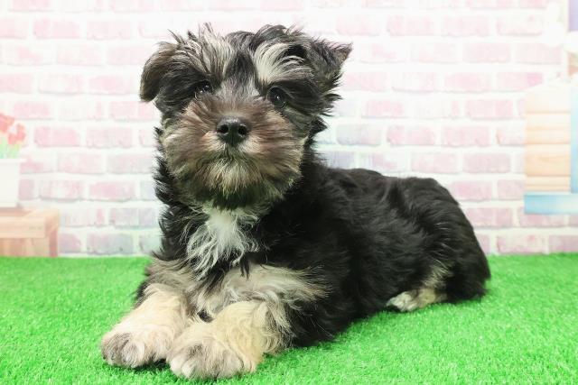 埼玉県のシュナマル/マルシュナ(シュナウザー×マルチーズ) (Coo&RIKU桶川店/2025年11月30日生まれ/男の子/ブラックシルバー)の子犬の2枚目の画像