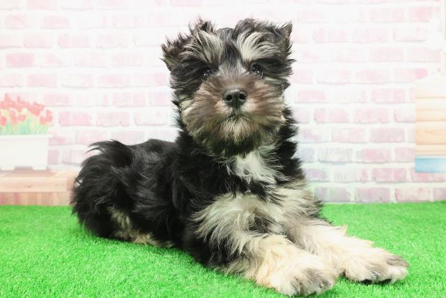 埼玉県のシュナマル/マルシュナ(シュナウザー×マルチーズ) (Coo&RIKU桶川店/2025年11月30日生まれ/男の子/ブラックシルバー)の子犬の3枚目の画像