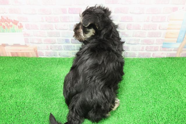埼玉県のシュナマル/マルシュナ(シュナウザー×マルチーズ) (Coo&RIKU桶川店/2025年11月30日生まれ/男の子/ブラックシルバー)の子犬の4枚目の画像