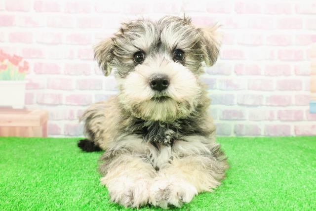 茨城県のシュナマル/マルシュナ(シュナウザー×マルチーズ) (Coo&RIKUMEGAドン・キホーテ勝田店/2025年11月30日生まれ/男の子/ソルトペッパー)の子犬