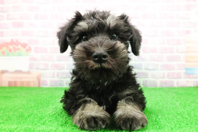 埼玉県のミニチュアシュナウザー (Coo&RIKU川越店/2025年11月30日生まれ/男の子/ブラックシルバー)の子犬の1枚目の画像