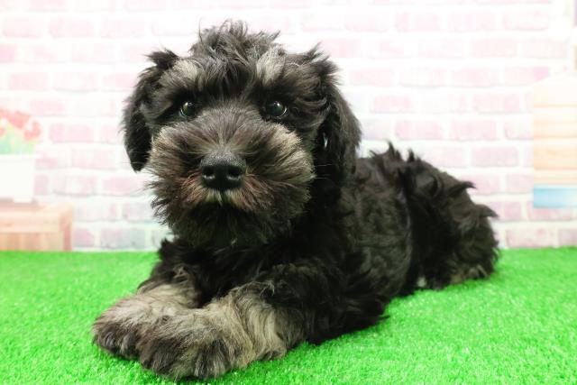 埼玉県のミニチュアシュナウザー (Coo&RIKU川越店/2025年11月30日生まれ/男の子/ブラックシルバー)の子犬の2枚目の画像