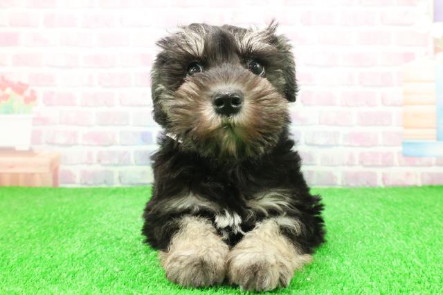 千葉県のミニチュアシュナウザー (Coo&RIKUアクロスモール新鎌ケ谷店/2025年11月30日生まれ/女の子/ブラックシルバー)の子犬の1枚目の画像