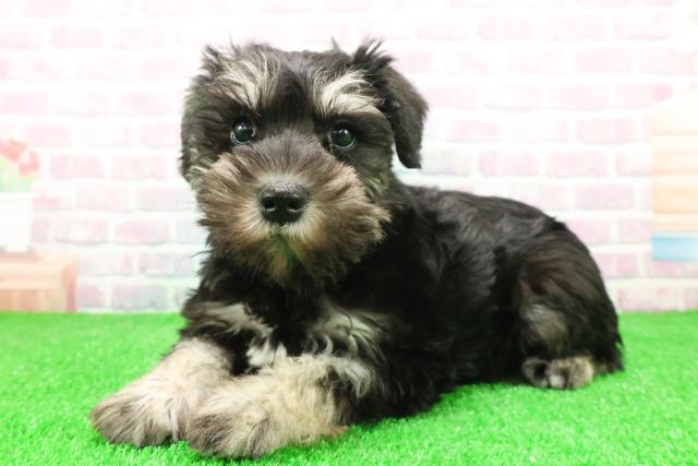 千葉県のミニチュアシュナウザー (Coo&RIKUアクロスモール新鎌ケ谷店/2025年11月30日生まれ/女の子/ブラックシルバー)の子犬の2枚目の画像