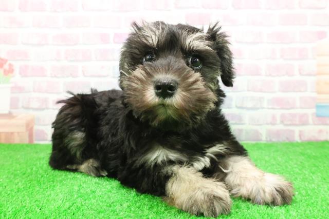 千葉県のミニチュアシュナウザー (Coo&RIKUアクロスモール新鎌ケ谷店/2025年11月30日生まれ/女の子/ブラックシルバー)の子犬の3枚目の画像