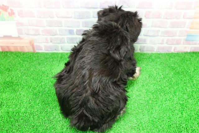 千葉県のミニチュアシュナウザー (Coo&RIKUアクロスモール新鎌ケ谷店/2025年11月30日生まれ/女の子/ブラックシルバー)の子犬の4枚目の画像