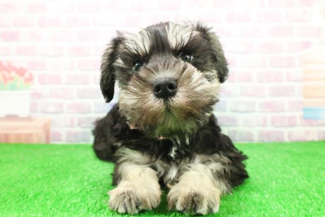 栃木県のミニチュアシュナウザー (Coo&RIKU足利店/2025年11月30日生まれ/女の子/ブラックシルバー)の子犬の1枚目の画像