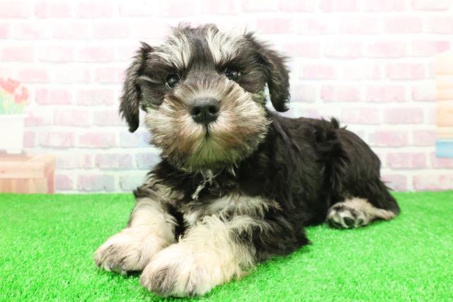 栃木県のミニチュアシュナウザー (Coo&RIKU足利店/2025年11月30日生まれ/女の子/ブラックシルバー)の子犬の2枚目の画像