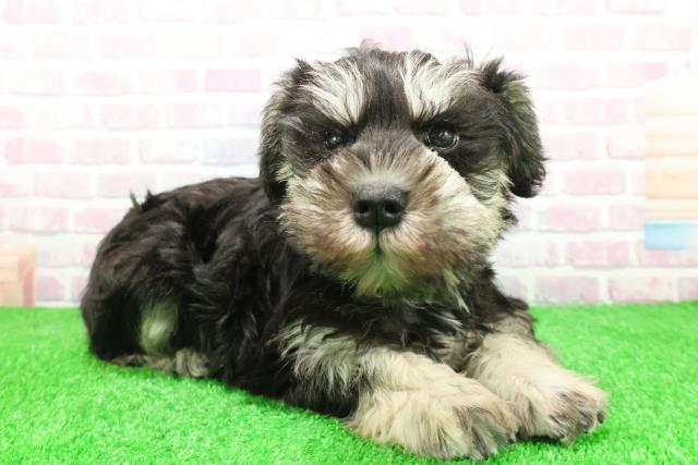 栃木県のミニチュアシュナウザー (Coo&RIKU足利店/2025年11月30日生まれ/女の子/ブラックシルバー)の子犬の3枚目の画像