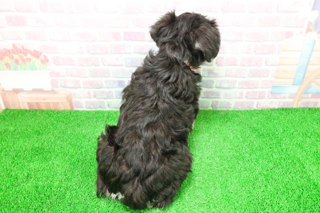 栃木県のミニチュアシュナウザー (Coo&RIKU足利店/2025年11月30日生まれ/女の子/ブラックシルバー)の子犬の4枚目の画像