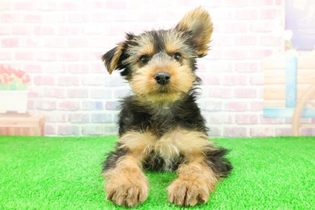 千葉県のヨークシャーテリア (Coo&RIKU東船橋店/2025年11月20日生まれ/男の子/スチールブルータン)の子犬の1枚目の画像