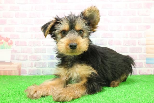 千葉県のヨークシャーテリア (Coo&RIKU東船橋店/2025年11月20日生まれ/男の子/スチールブルータン)の子犬の2枚目の画像