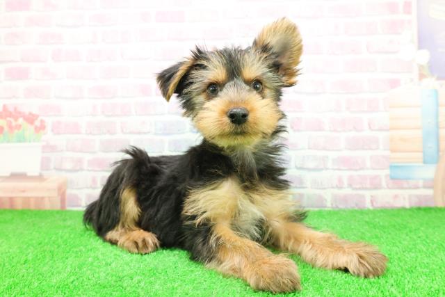 千葉県のヨークシャーテリア (Coo&RIKU東船橋店/2025年11月20日生まれ/男の子/スチールブルータン)の子犬の3枚目の画像